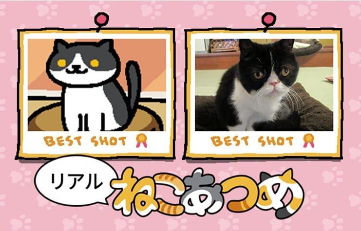 Watch 11 hours of cats being adorable to celebrate the best cat game on the planet