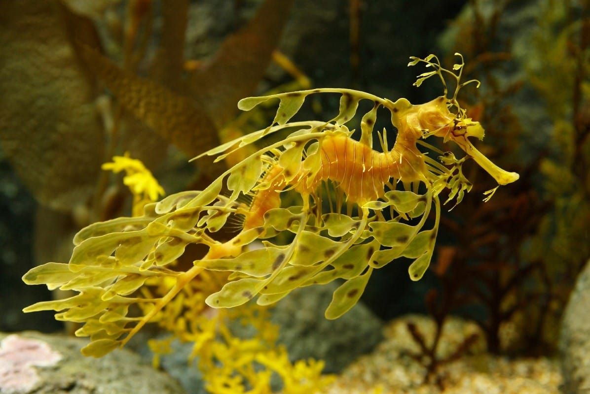 TWIL #43: From Strange Fish to Disappearing Places