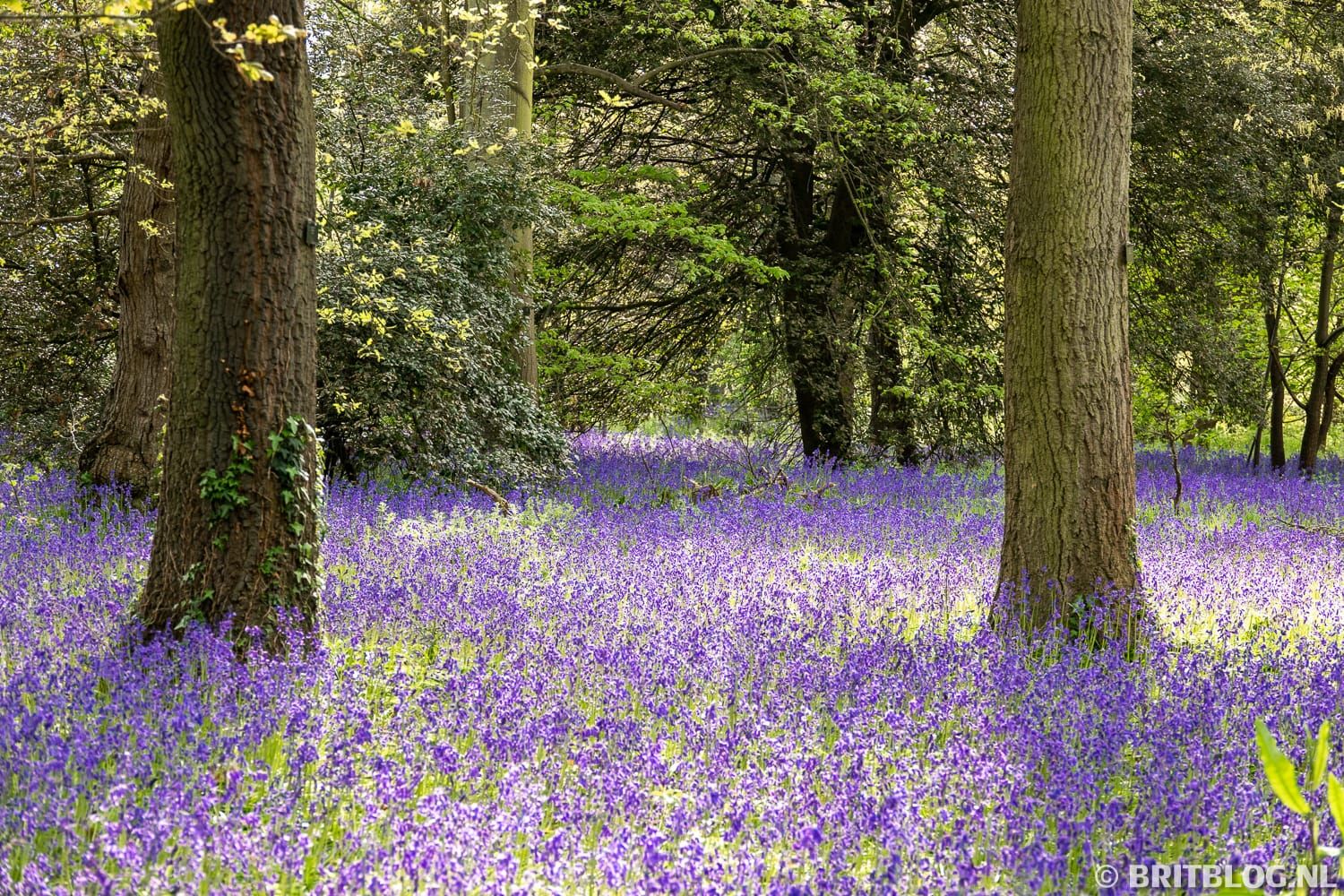 TWIL #60: Van Verborgen Stuwwal tot Indicatorplanten