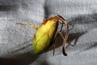 TWIL #29: From Camouflage to Cappuccino