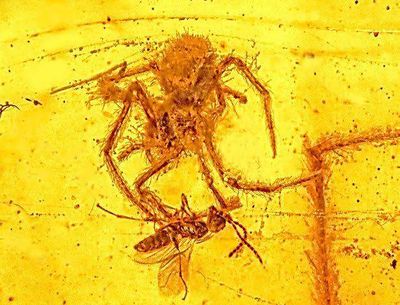 TWIL #26: From Amber to Dino Families