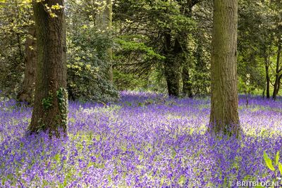 TWIL #60: Van Verborgen Stuwwal tot Indicatorplanten