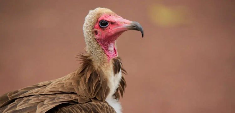 TWIL #24: From Scavenging Birds to War of the Birds