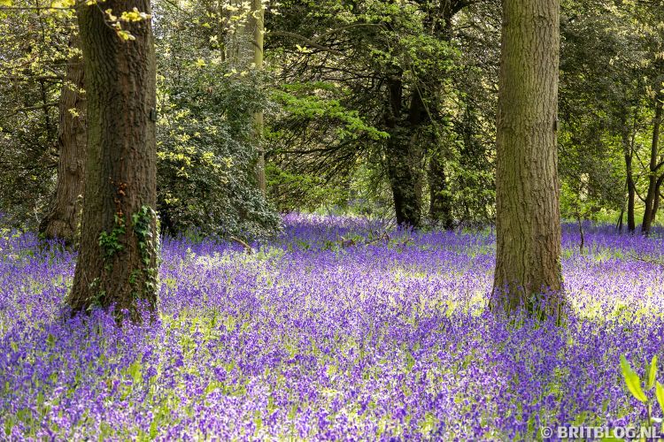 TWIL #60: Van Verborgen Stuwwal tot Indicatorplanten