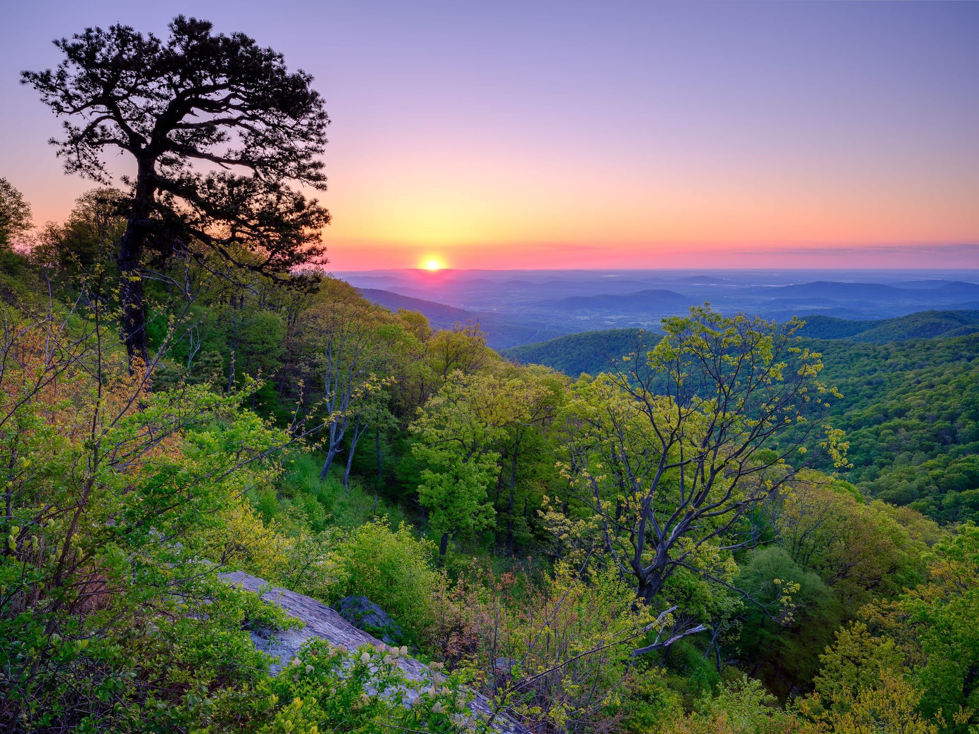 Sunrise view from Hazel Mountain Overlook in Shenandoah National Park, with vibrant green trees and a glowing pink horizon.