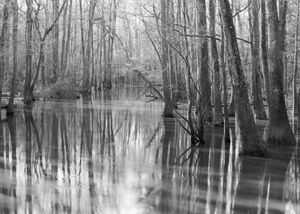 Cedar Creek