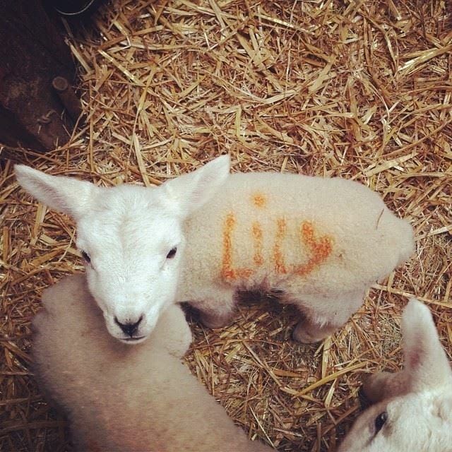 The Sheep's Stell. On having some grit and following your dreams.