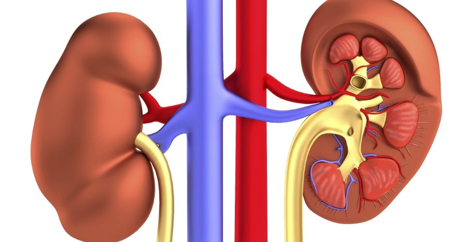 Insuficiência renal tem cura, saiba como