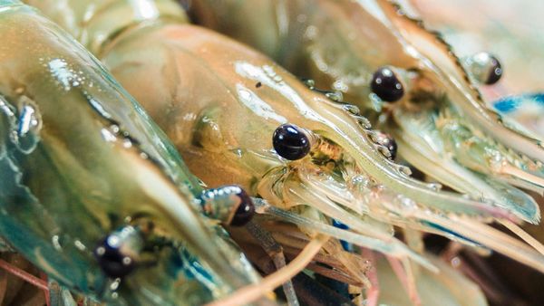 The Jumbo Shrimp Rule
