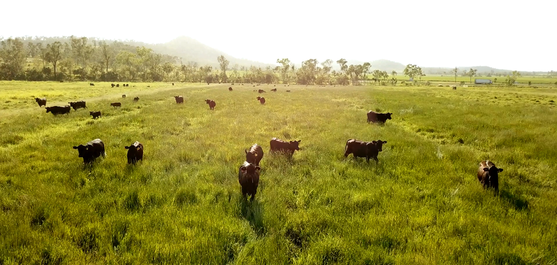 Drover Ag News