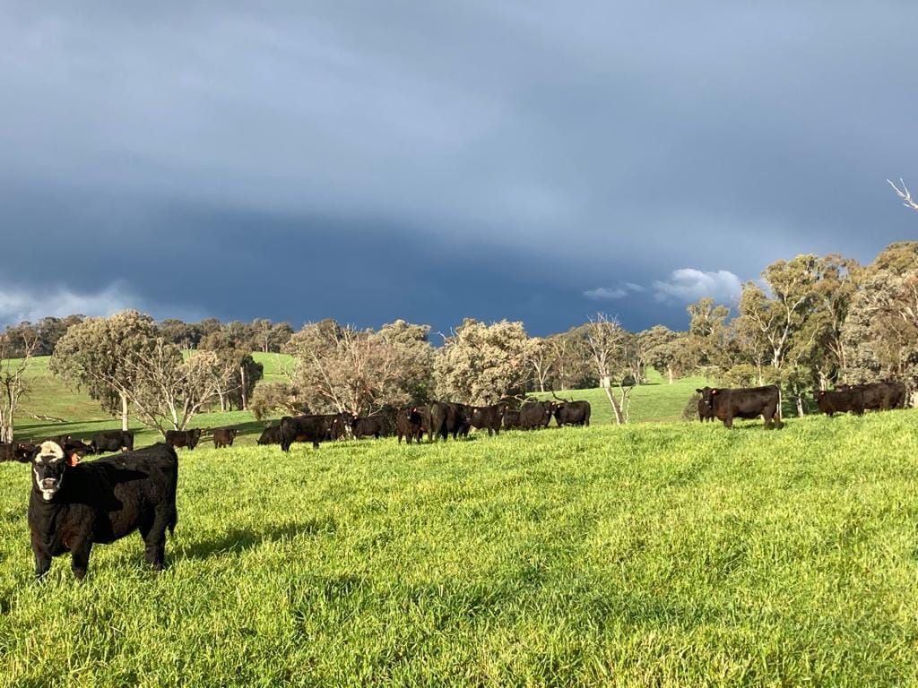 Ag Newsletter - 19 May 2026