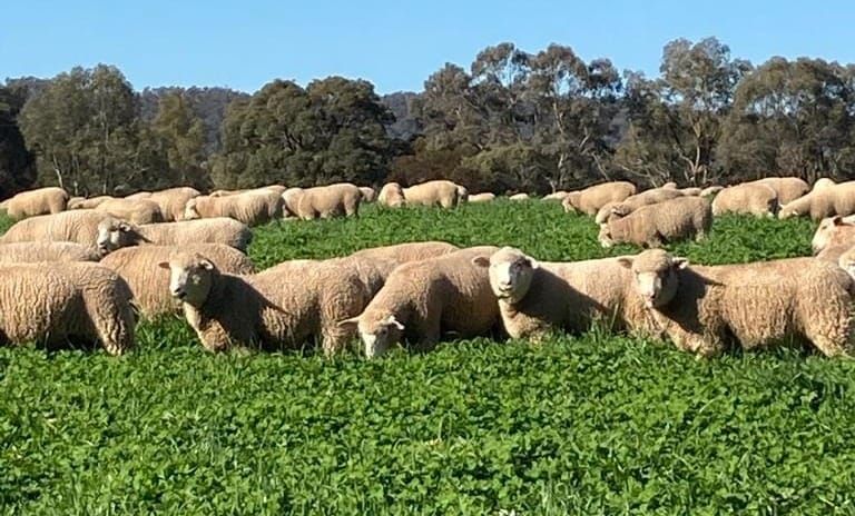 Ag Newsletter - 9 June 2026