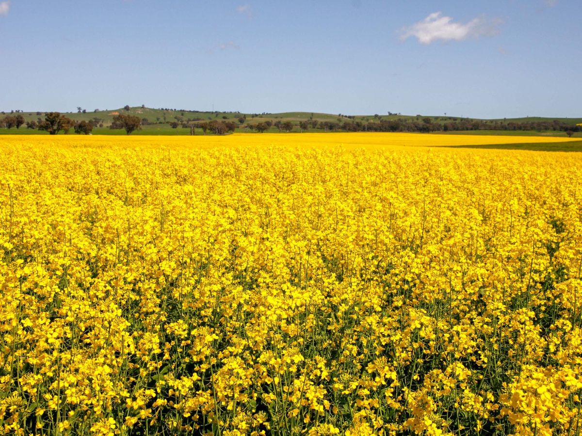 Ag Newsletter - 14 August 2026