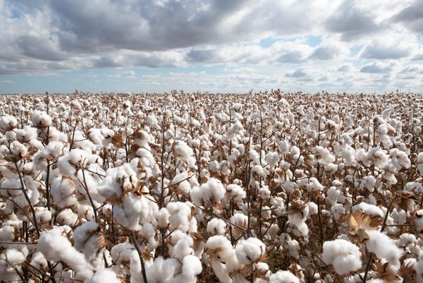 Daily Ag News - 28 April 2026