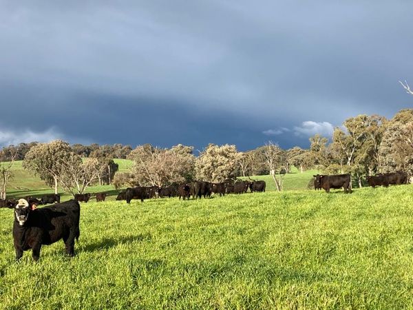 Ag Newsletter - 19 May 2026