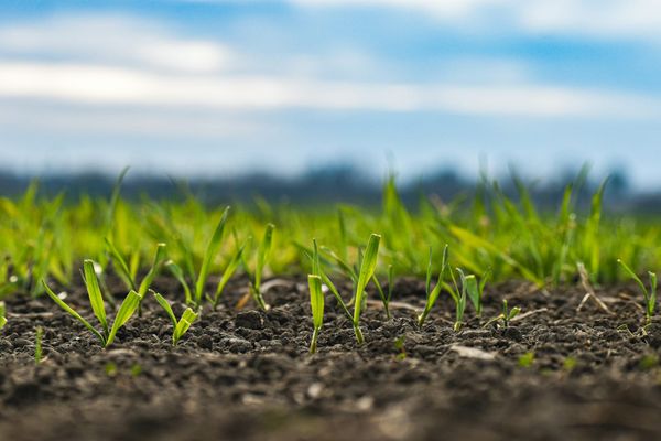 Ag Newsletter - 29 May 2026