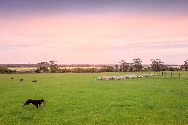 Ag Newsletter 26 May 2026