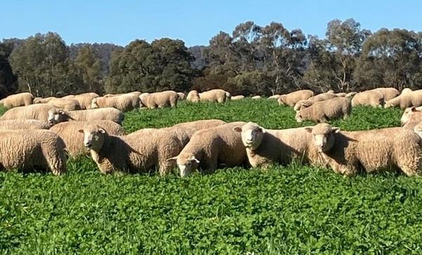 Ag Newsletter - 9 June 2026