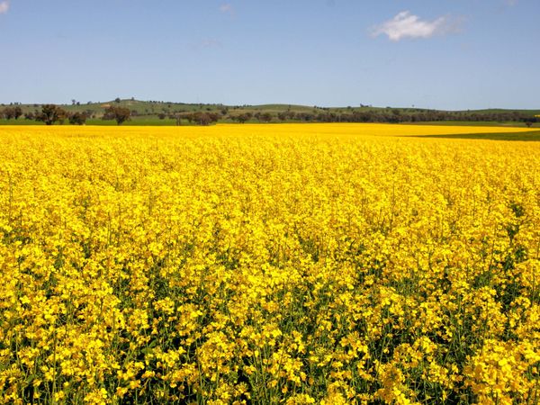 Ag Newsletter - 14 August 2026