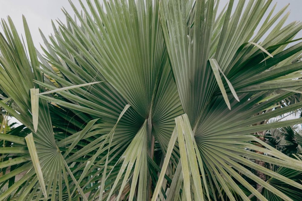 La Réunion — Business.OI