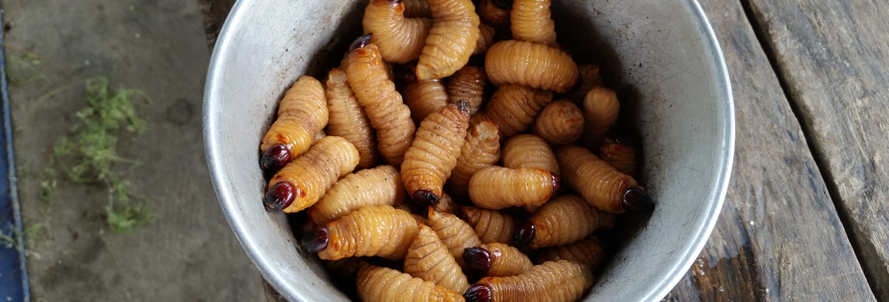 Maggots as an alternative antibiotic?