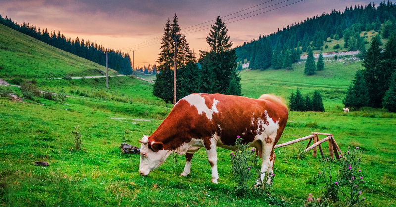 Biodiversity and food - solutions