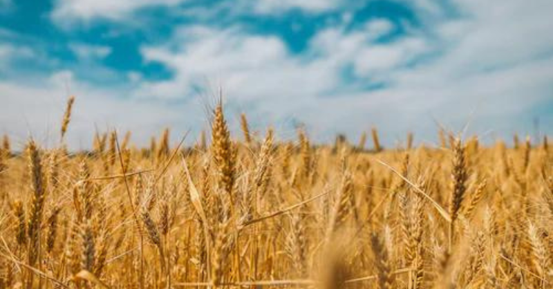 Sustainable food: ingredient diversification and reformulation really helps