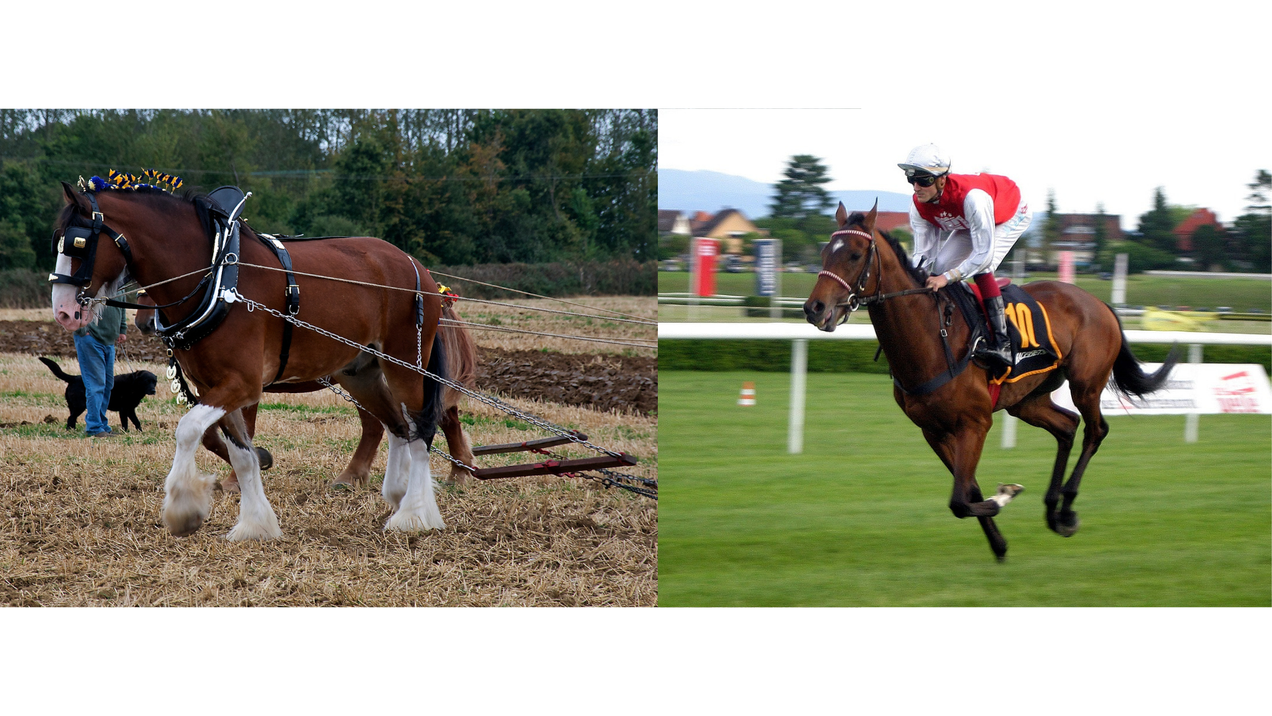 Sunday Brunch: horses for courses