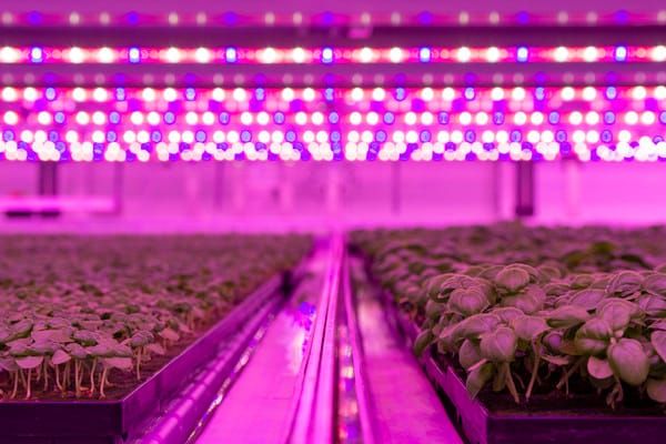 Are vertical farms ahead of their time?