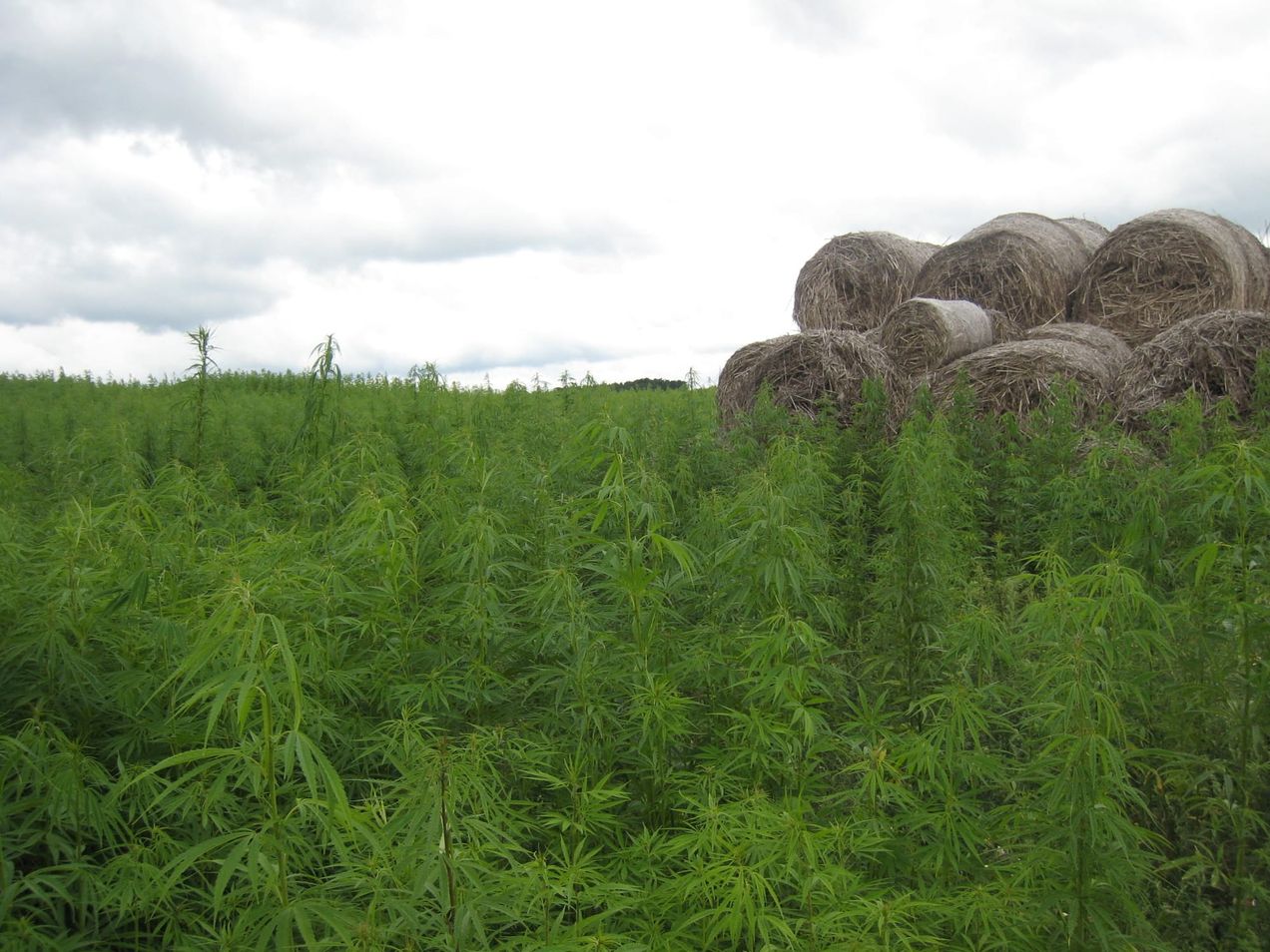Hemp as a transition material?