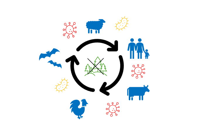 Deforestation and zoonotic diseases