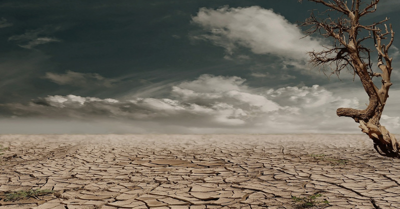 How firms adapt to climate change