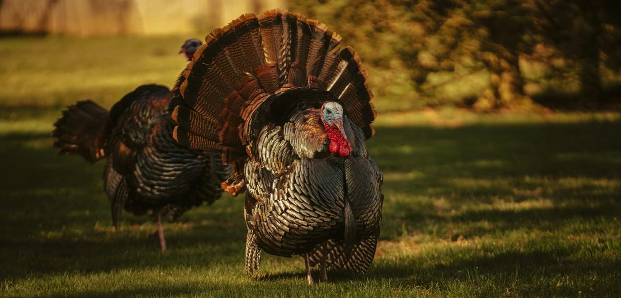 Sunday Brunch: Sustainability, creative destruction, and Nobel prizes