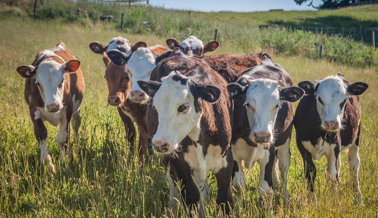 Sunday Brunch: Is shifting meat consumption possible?