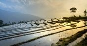 Wednesday Brunch: Rice & GHG emissions