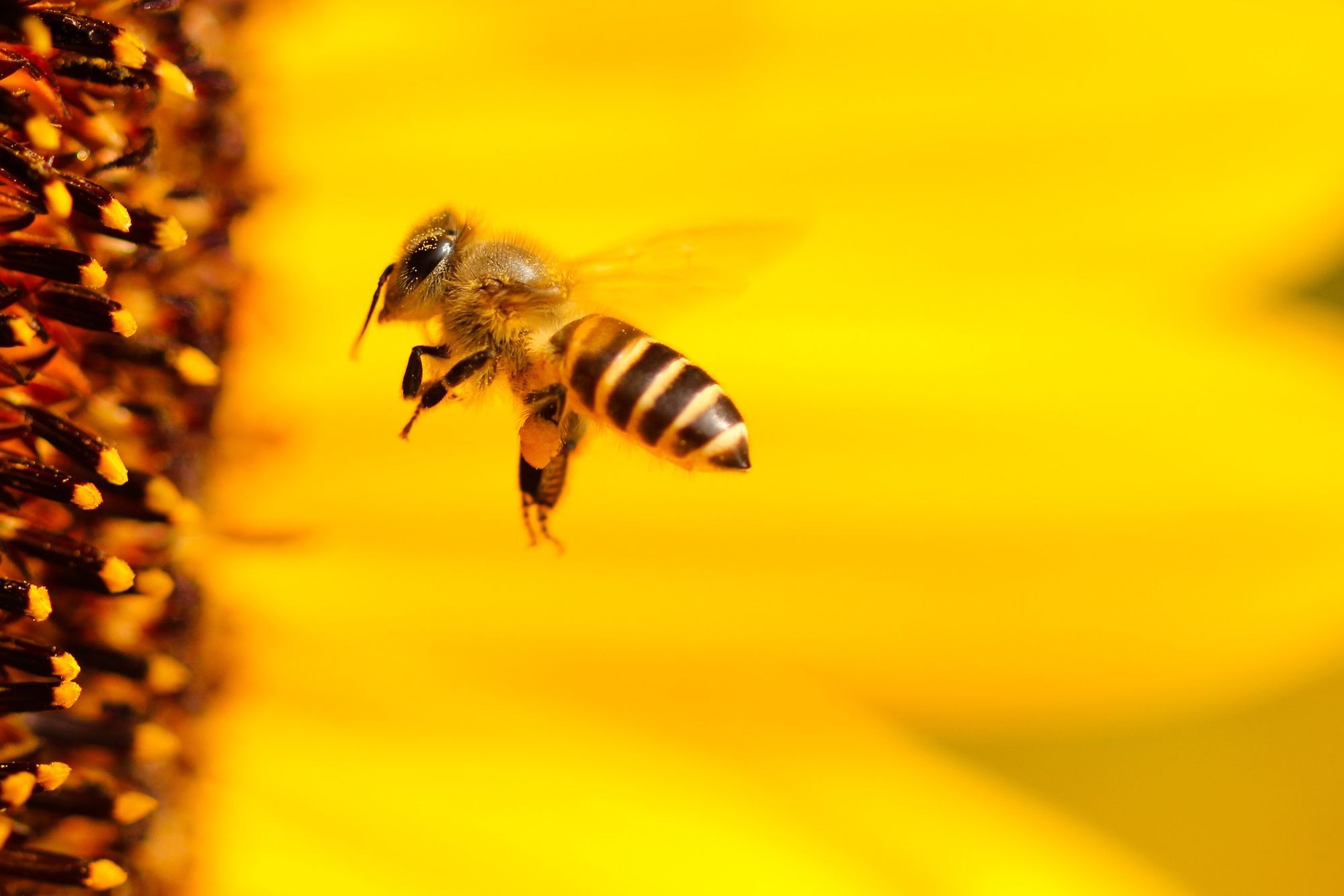 The bees' needs