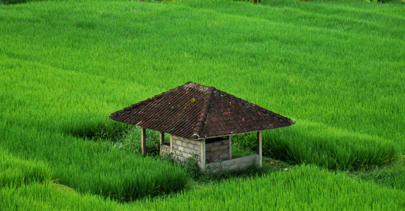 Rice: a perfect challenge for blended finance