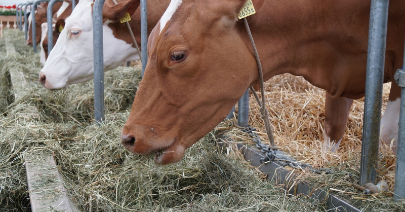 Stopping cows from burping.