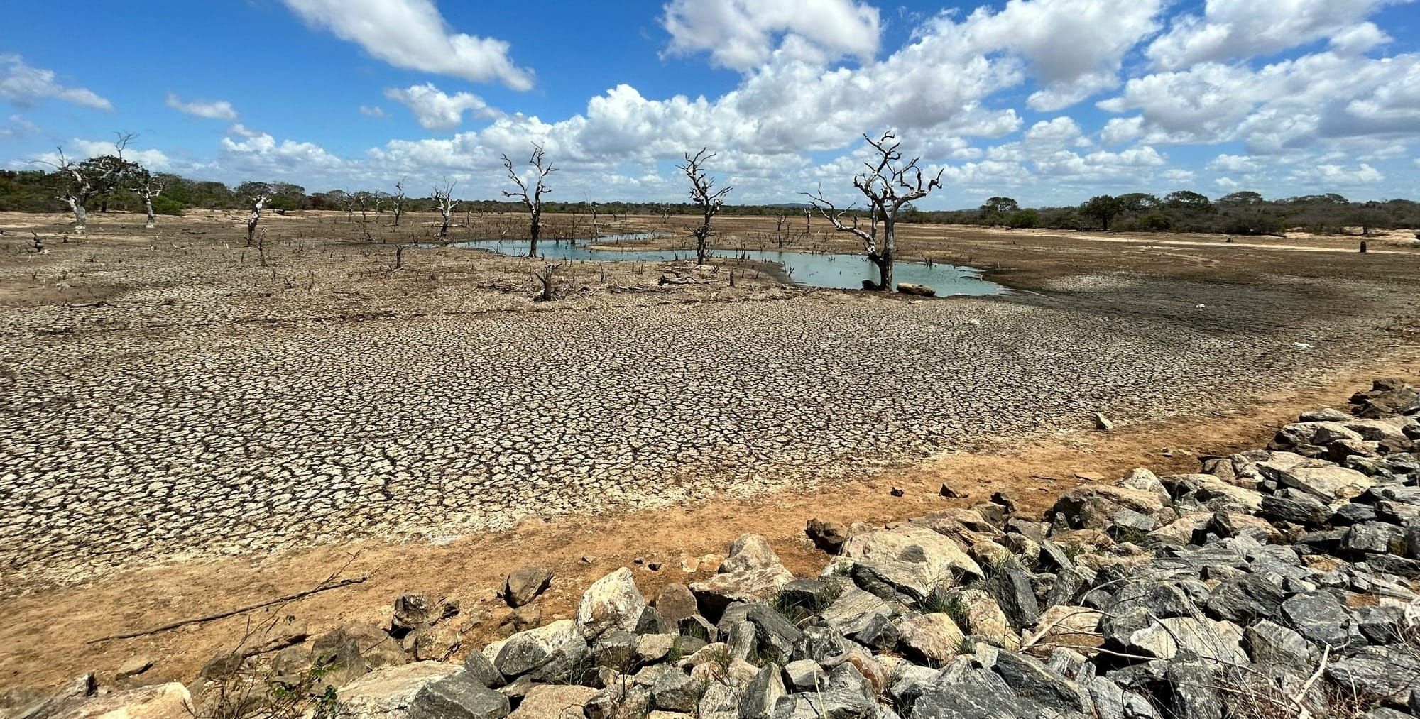 Sunday Brunch: the future is not evenly distributed