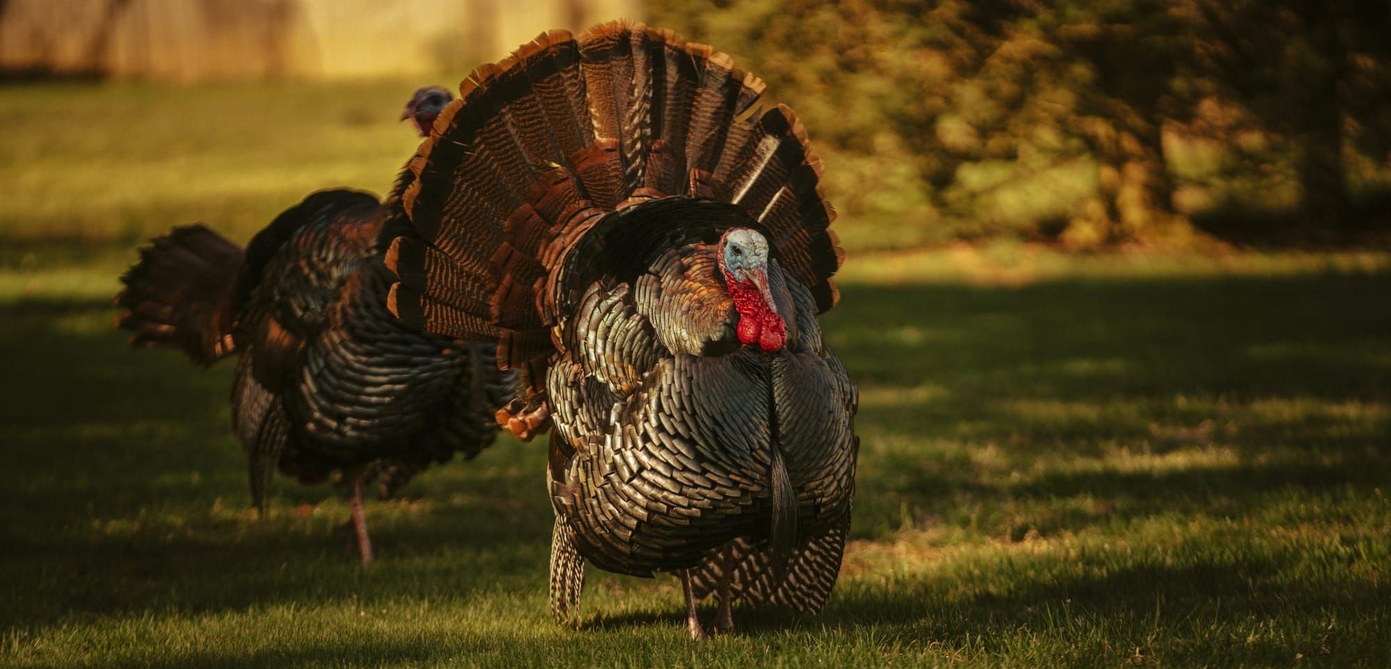 Sunday Brunch: Sustainability, creative destruction, and Nobel prizes