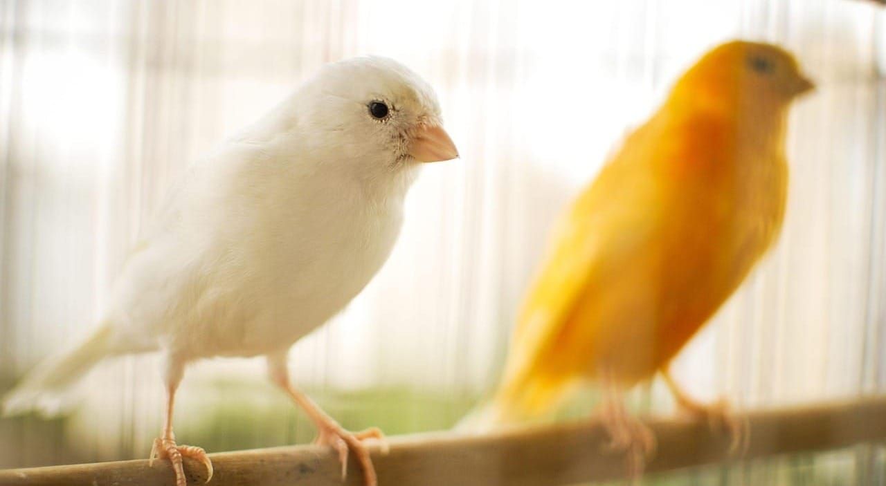 Sunday Brunch: Sustainability, market pricing and canaries
