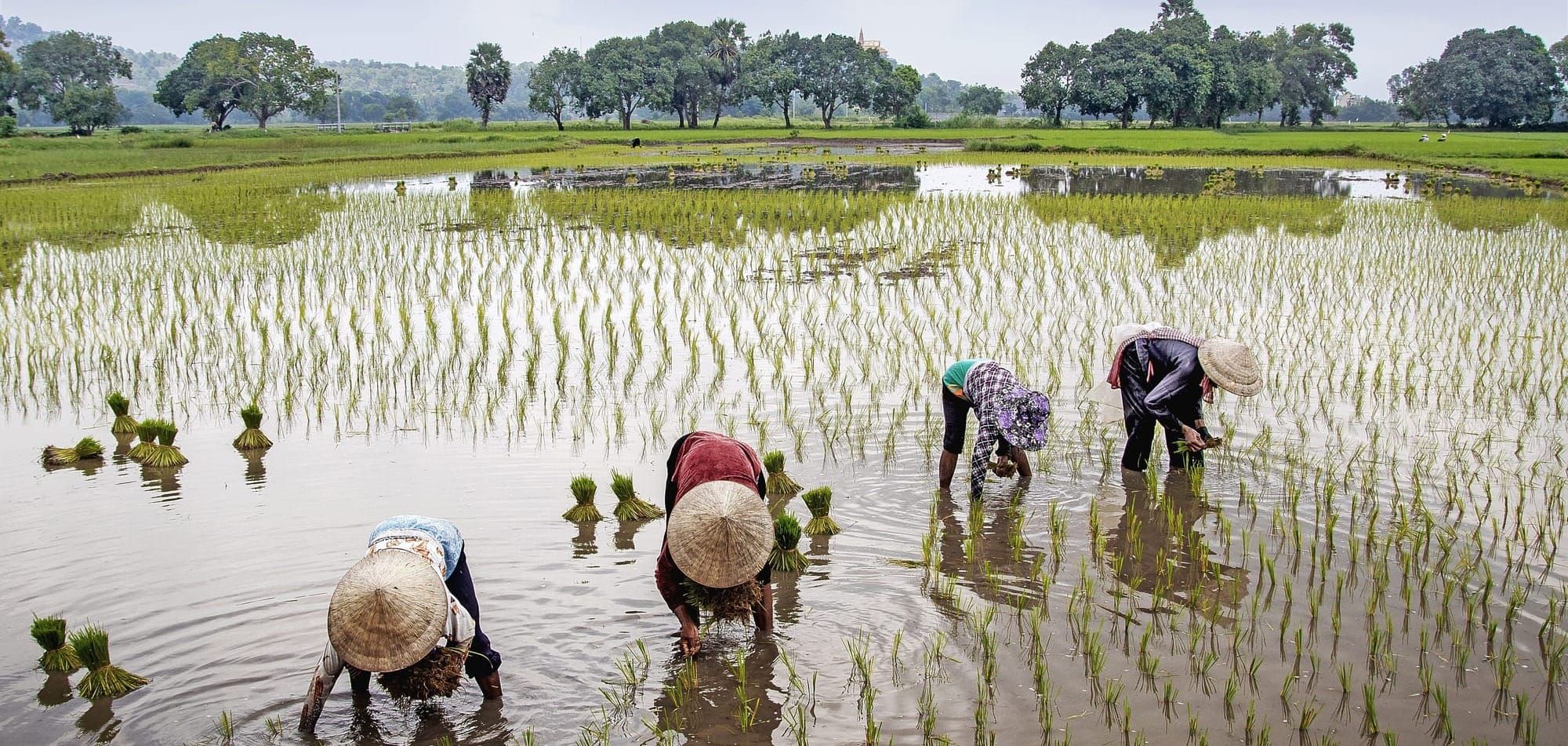 Sunday Brunch: Why (investors) need to care about food security