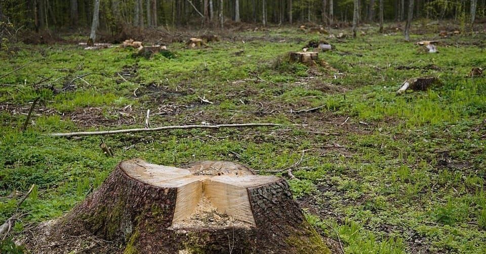 Wednesday Brunch: who should act on deforestation ?