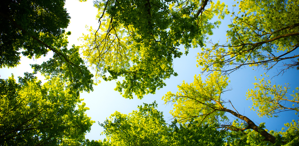 Bilan des objectifs responsables de Yomoni image de l'article