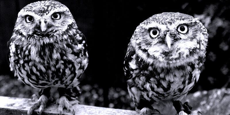 Les frais composés, jumeaux maléfiques des intérêts composés