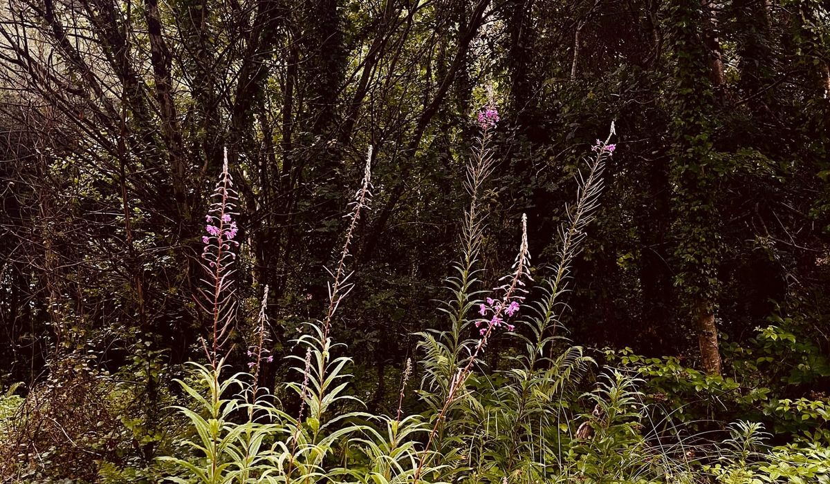 The Watchful Woods