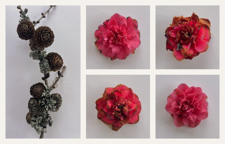 Fallen Blooms