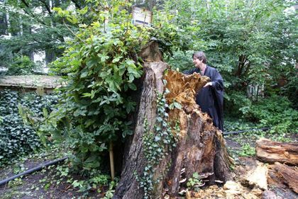 Anne Frank Tree - Poor Design Leads to Collapse