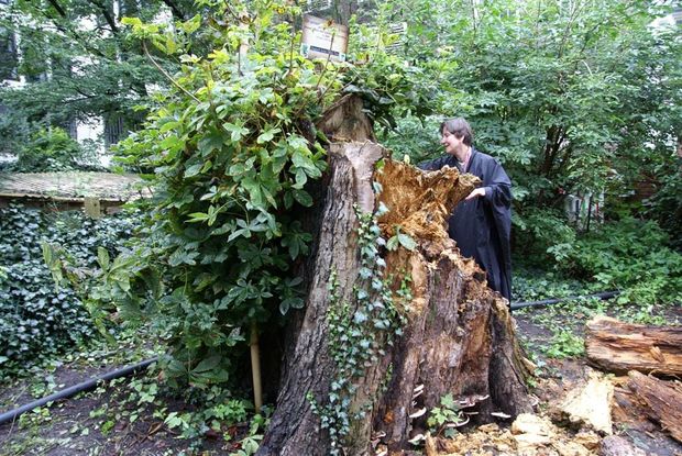 Anne Frank Tree - Poor Design Leads to Collapse