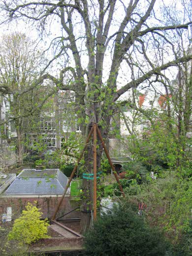 anne frank tree support